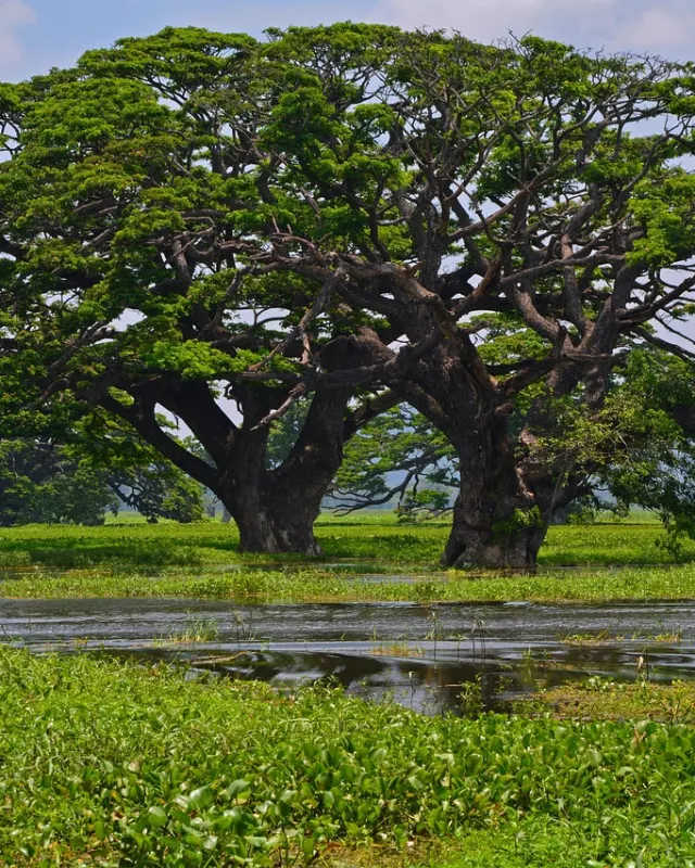 Sri Lanka