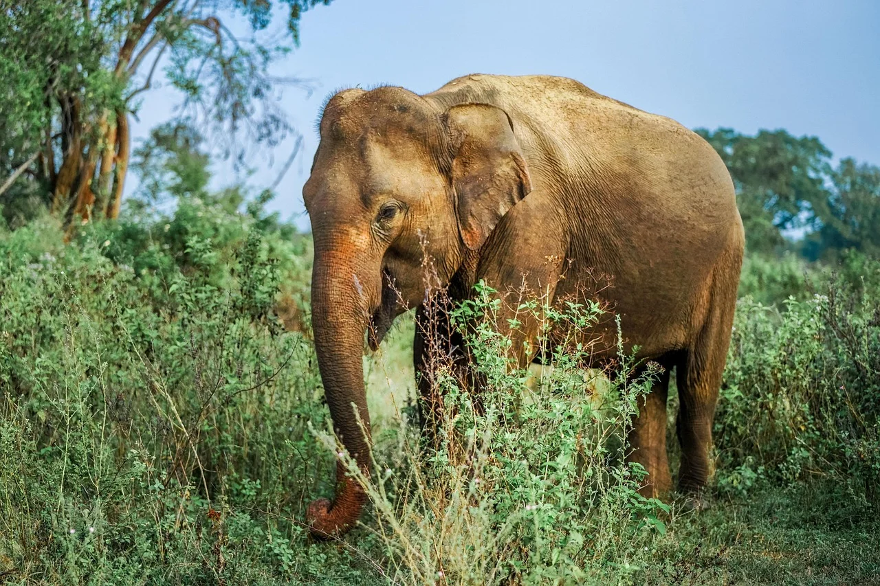 Safari en jeep à Yala ou Udawalawe