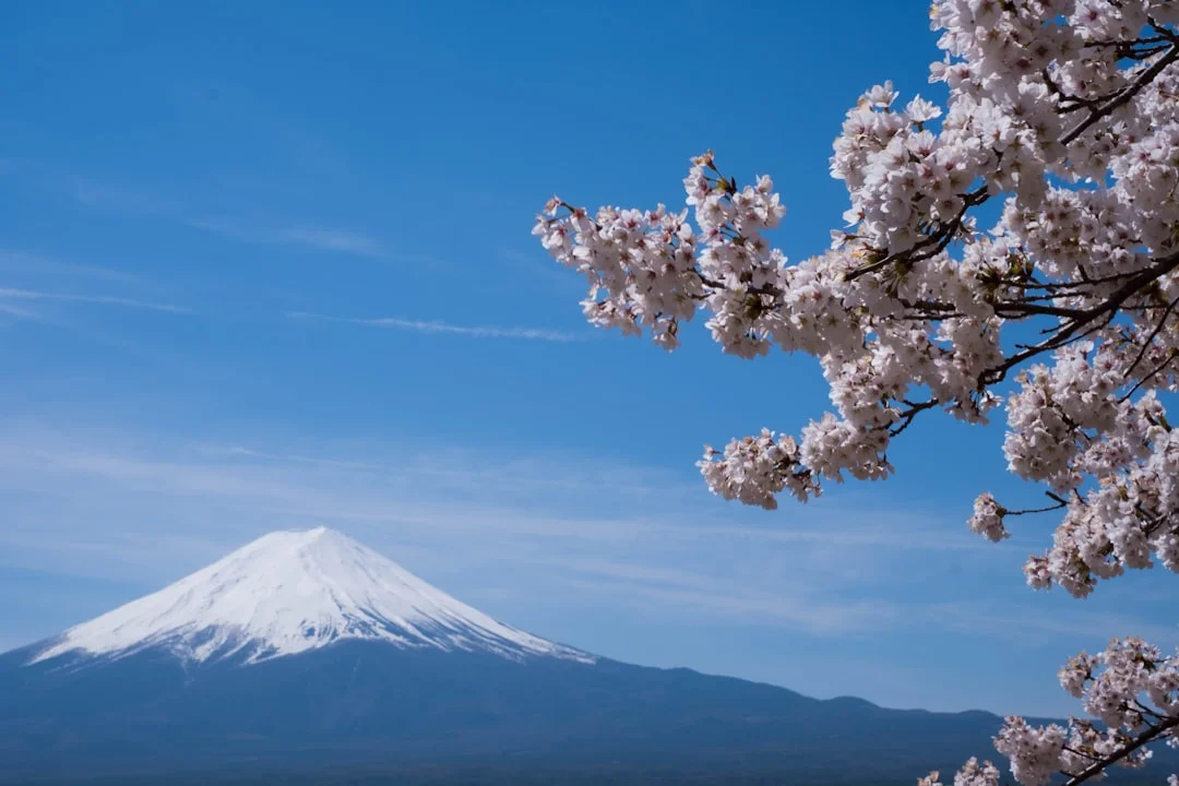 Le mont Fuji enneigé derrière une branche de cerisiers en fleurs