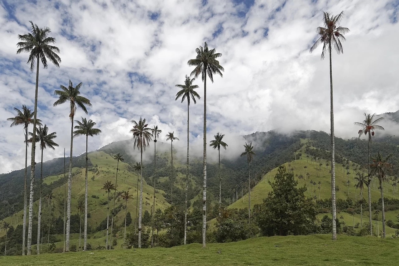 Vallée de Cocora