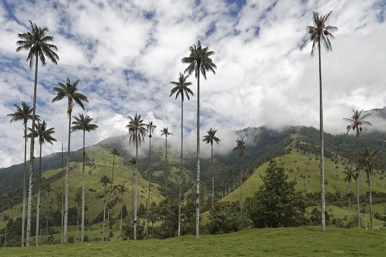 Vallée de Cocora