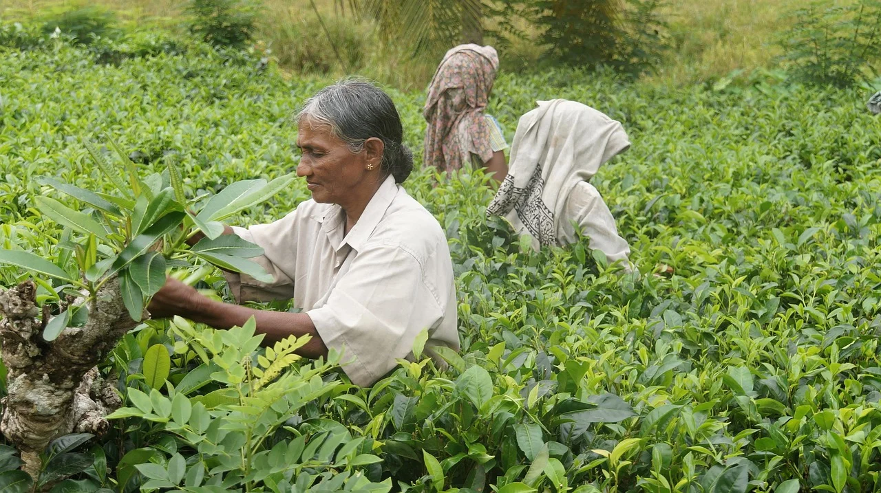 Nuwara Eliya et le pays du thé