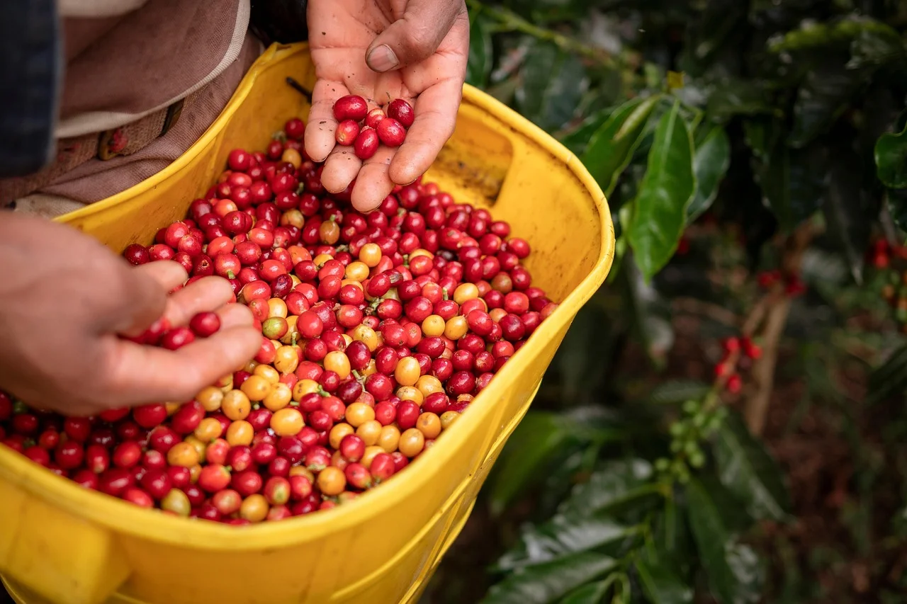 Finca de café