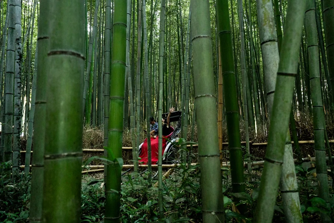 Bambouseraie d'Arashiyama (Sagano)