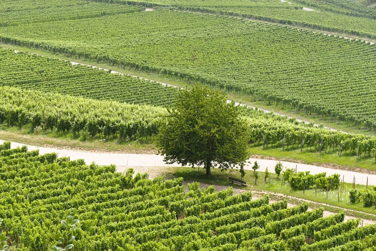 Areni-1 Cave and the Vayots Dzor Wine Route
