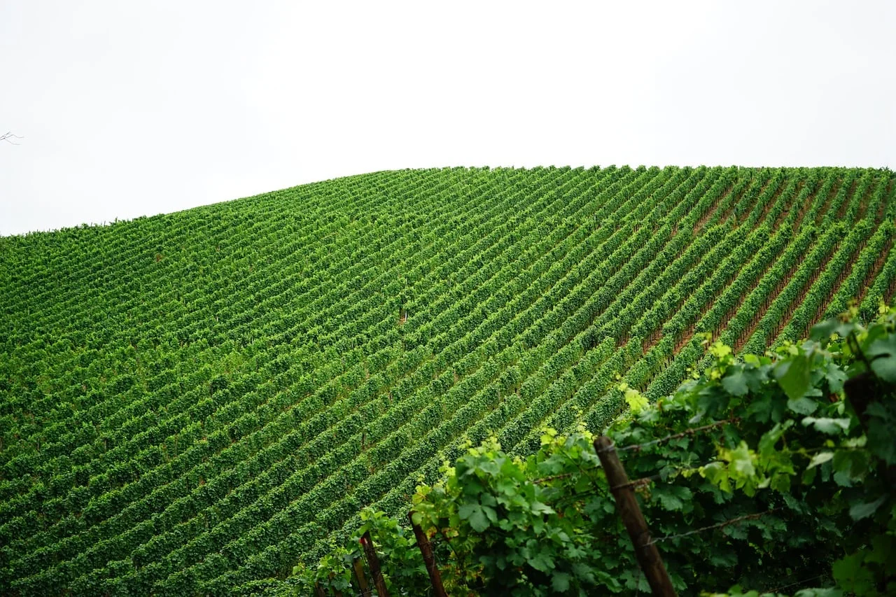 Dégustation de vin dans la région de Tikveš