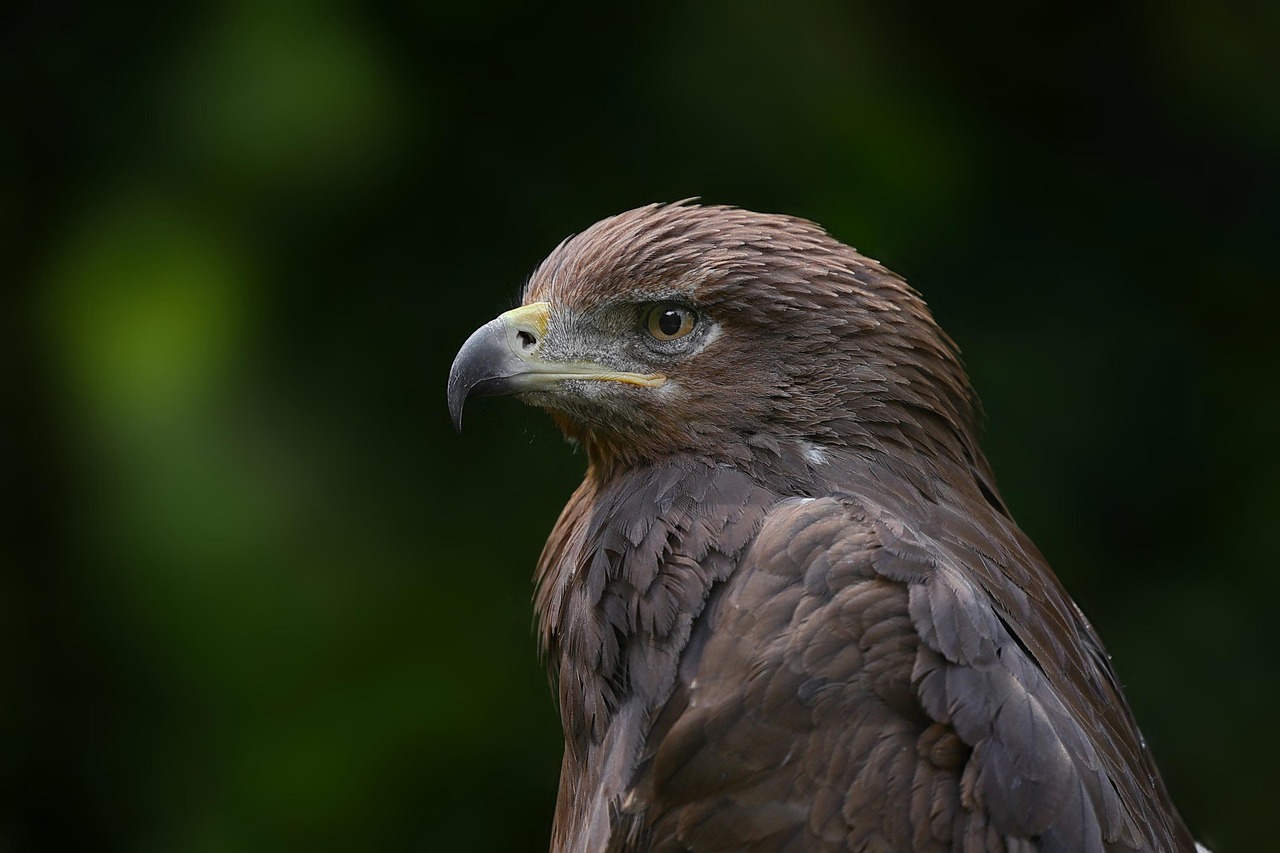 Démonstration de chasse à l'aigle à Bokonbayevo