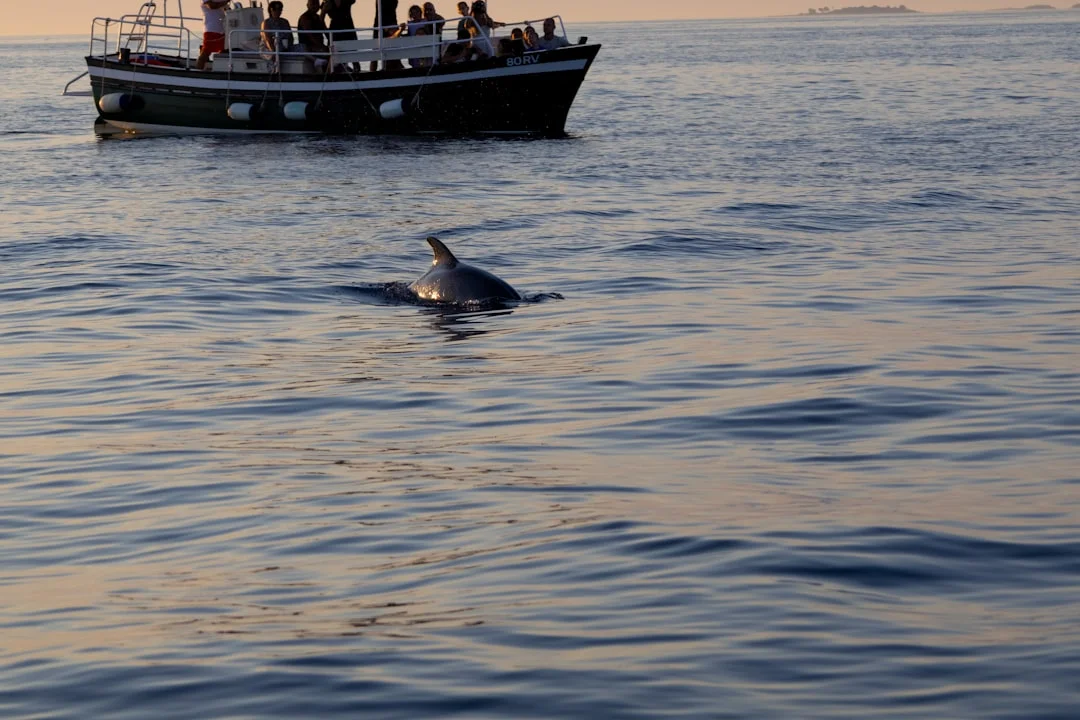 Sortie cétacés en Barco Azul depuis Los Cristianos ou Puerto Colón