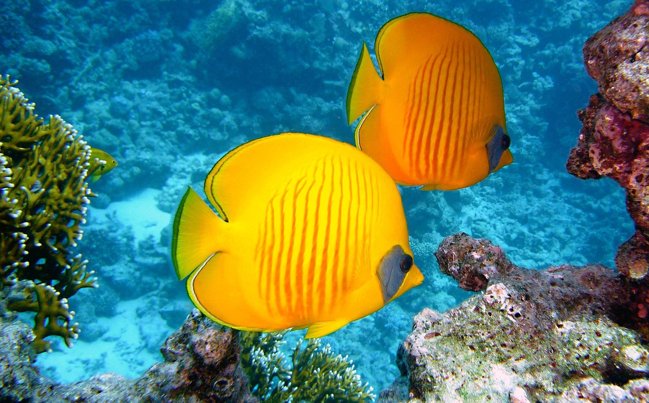 Aqaba et la mer Rouge