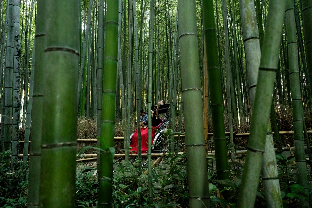 Bambouseraie d'Arashiyama (Sagano)
