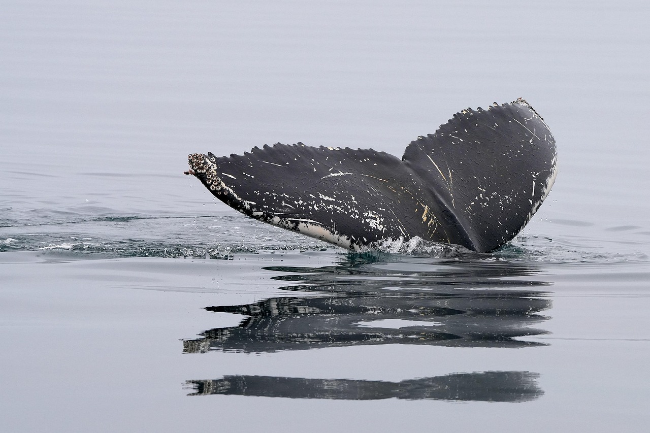 Observation des baleines à Húsavík