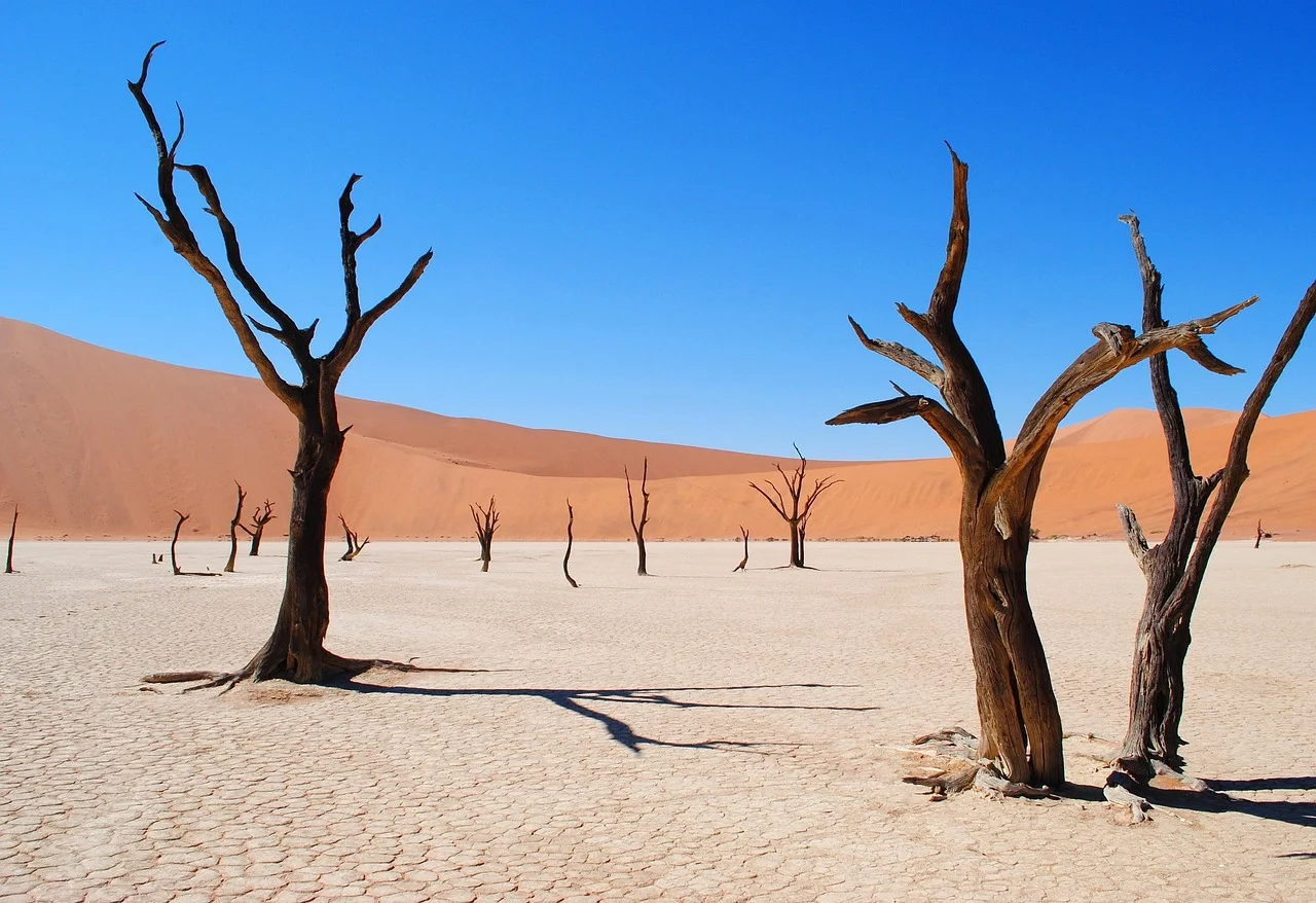 Acacias morts de Deadvlei sur l'argile blanche, cernés par les dunes rouges du Namib