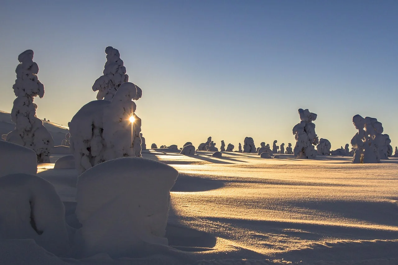 Épicéas chargés de neige sous un soleil rasant en Laponie finlandaise, ombres longues sur la plaine blanche