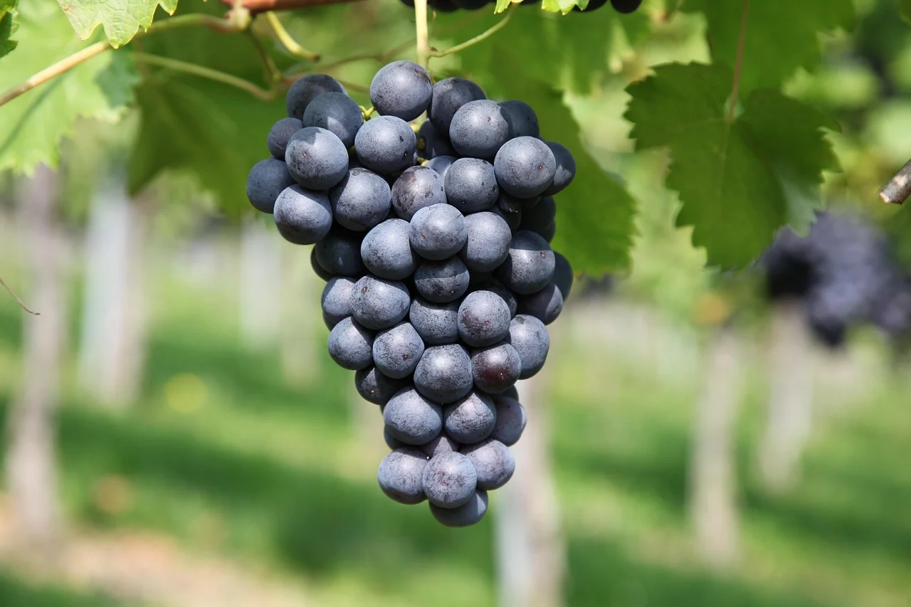 Dégustation de vins de l'Etna