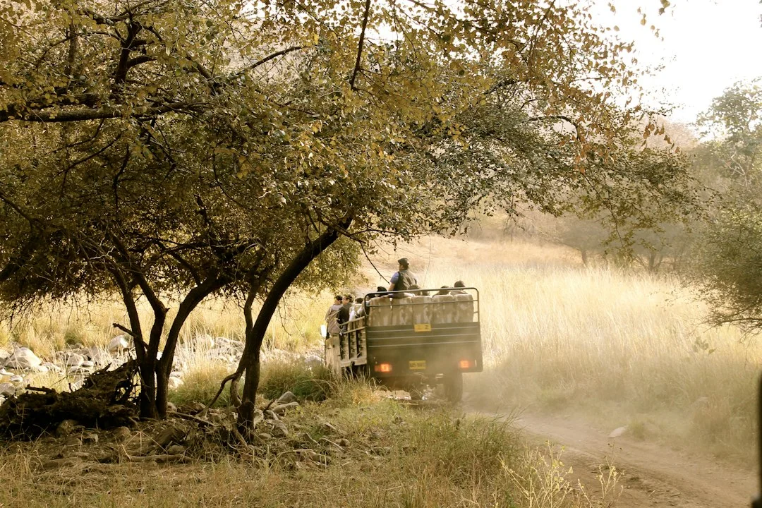 Safari tigre à Ranthambore