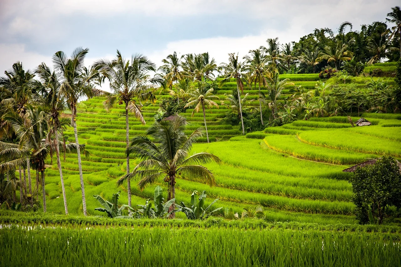 Rizières en terrasses d'un vert intense et cocotiers à Bali sous un ciel couvert de nuages de mousson