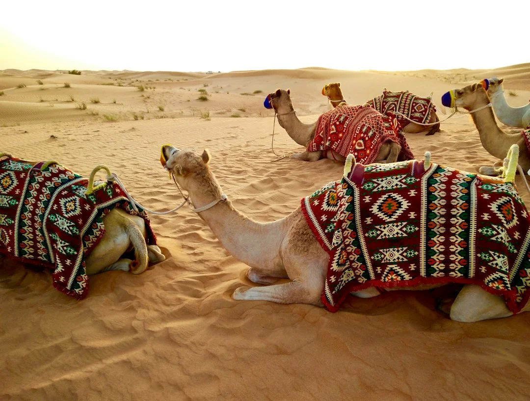 Safari dans les dunes rouges avec dîner barbecue