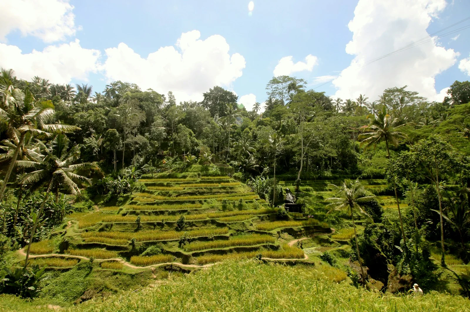 Rizières en terrasses de Tegallalang à Bali, entourées de cocotiers et de jungle, sous de gros nuages blancs
